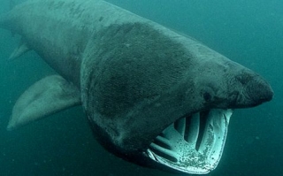  Begegnungen mit Riesenhaien 